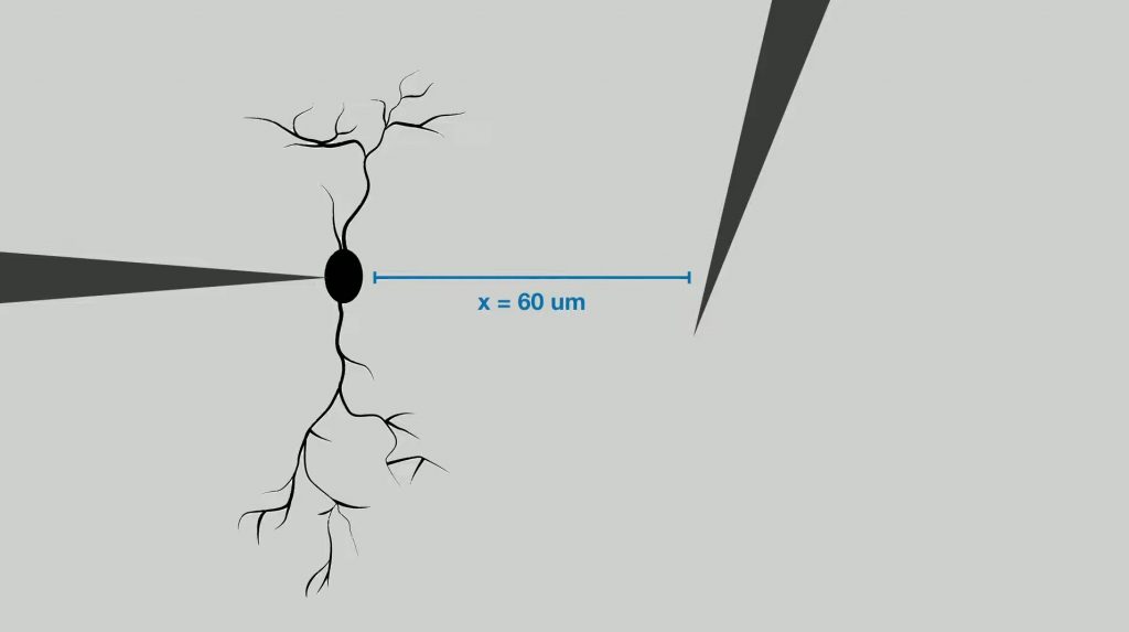 Neuralink-fiber-vs-neuron