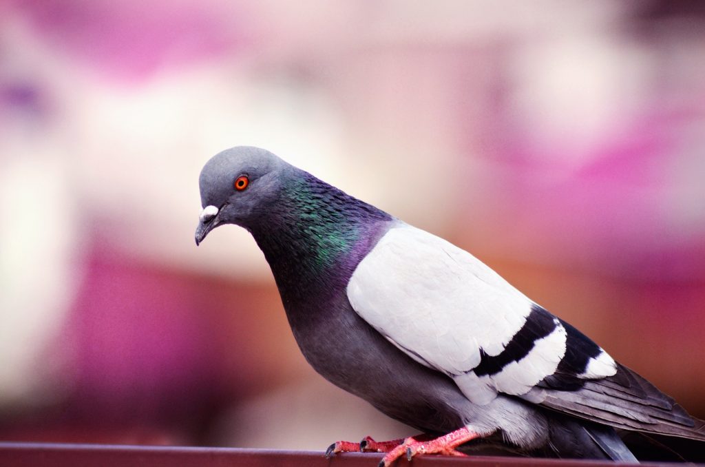 pigeon-blur-596792