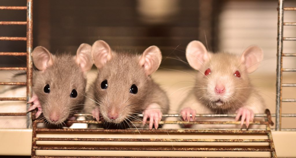rat-4075129_1920