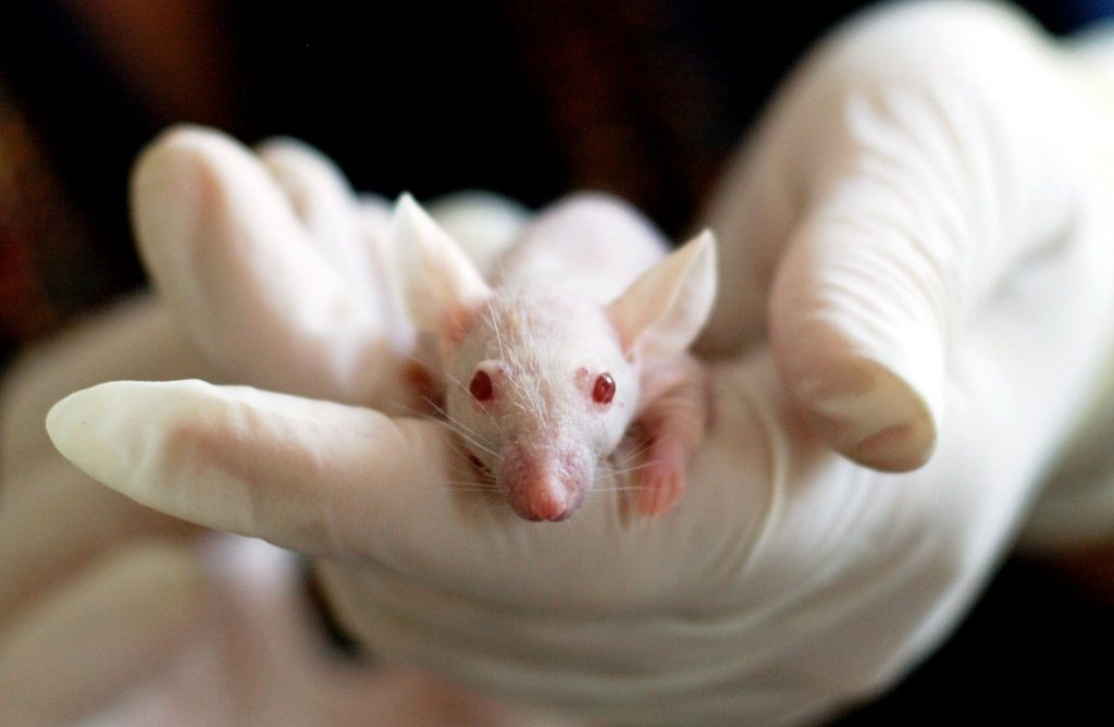 white-lab-mouse