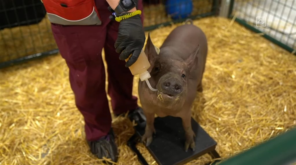 Neuralink-pig-dorothy