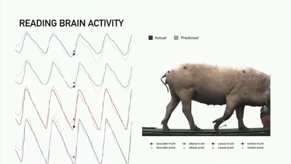 neuralink-pig-tredmill