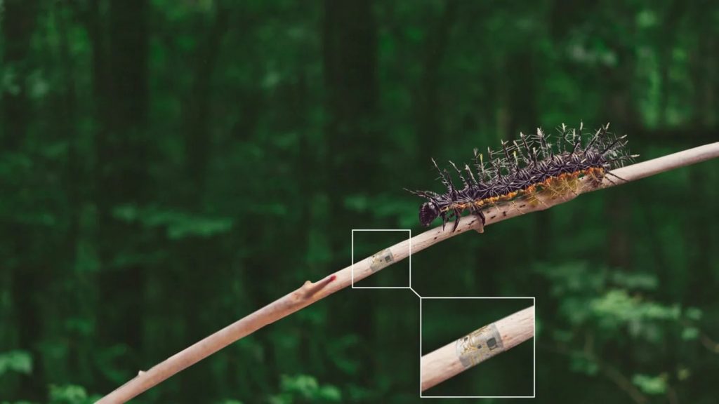 sensor-on-tree-in-forest-with-magnification