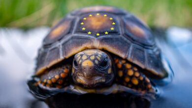 EU-regulations-turtle